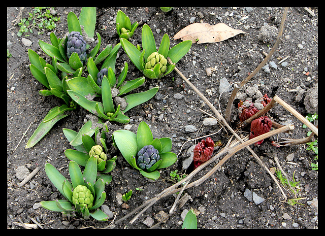 Jacinthes et Pivoine officinale au 10/4