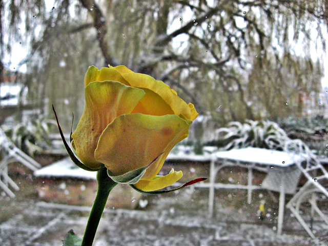 Yellow rose