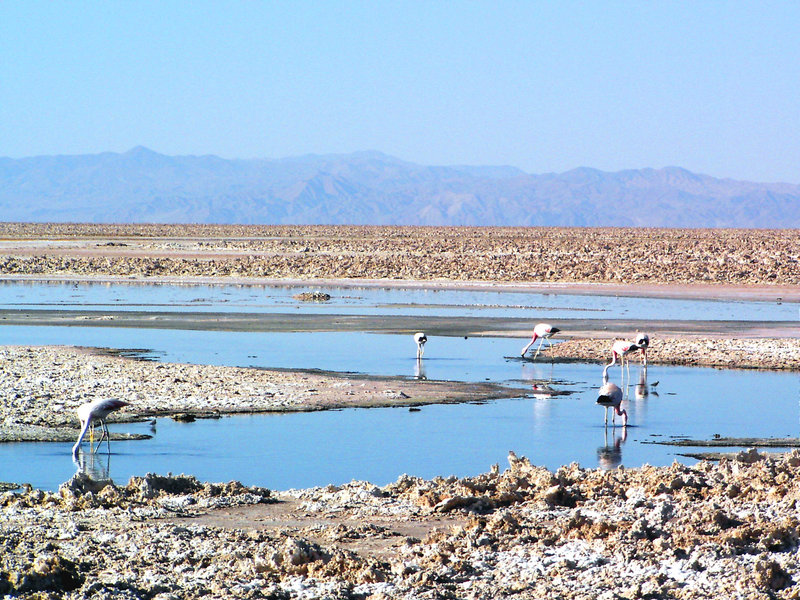 Salar d'Atacama (Flamans rose)