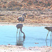 Salar d'Atacama (Flamans rose) 5