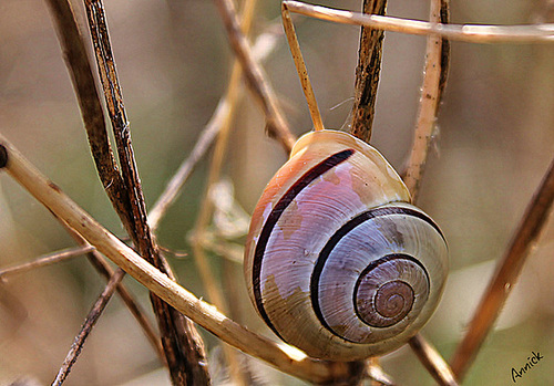 cepea hortensis