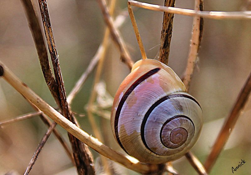 cepea hortensis