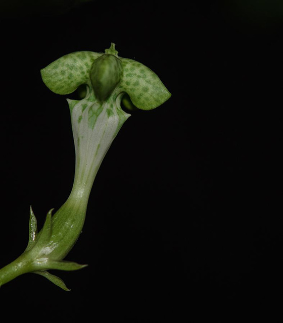 Ceropegia sandersonii