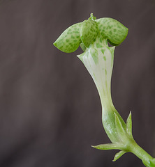 Ceropegia sandersonii