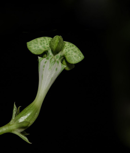 Ceropegia sandersonii