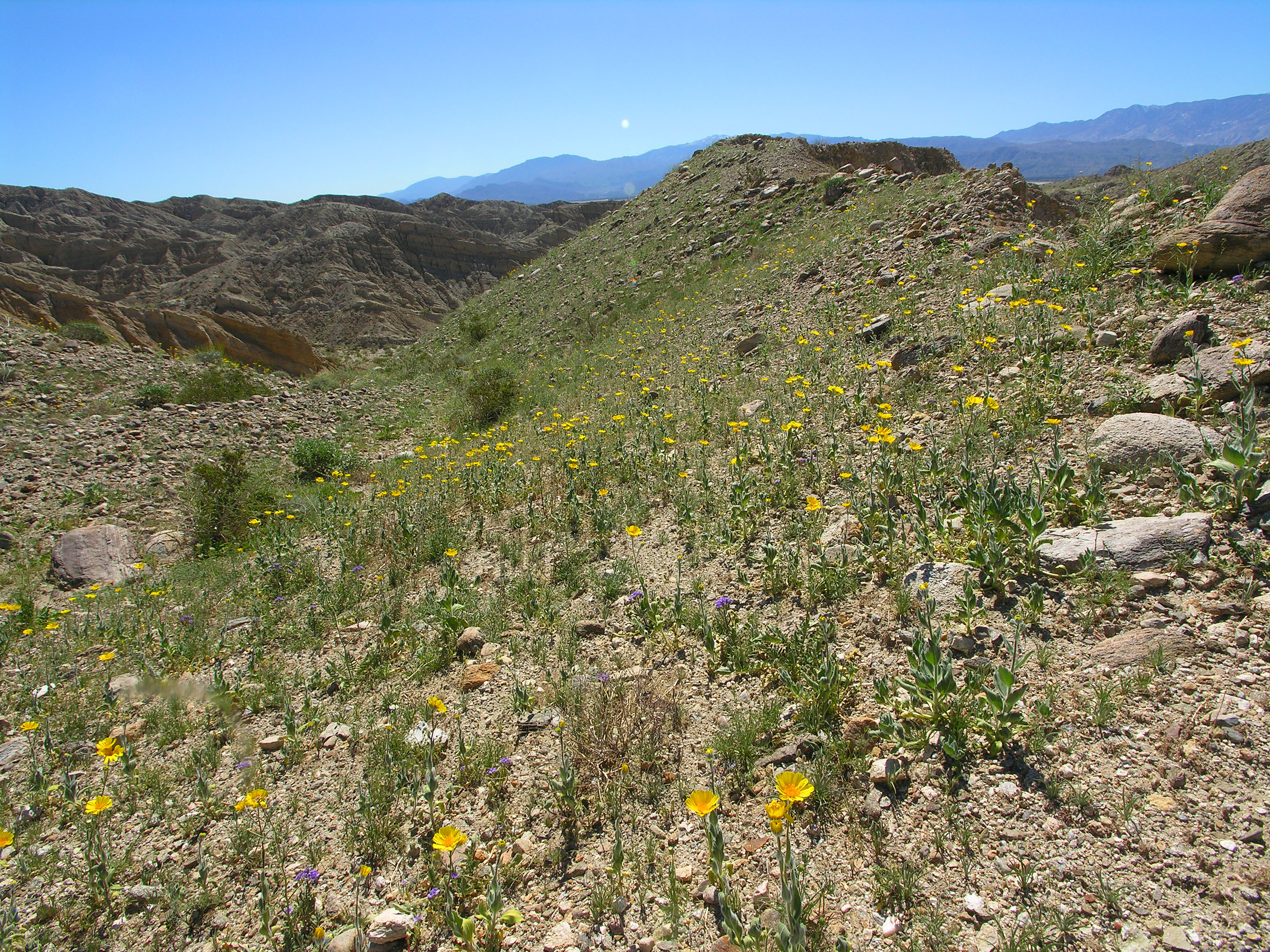 Flowers (7144)