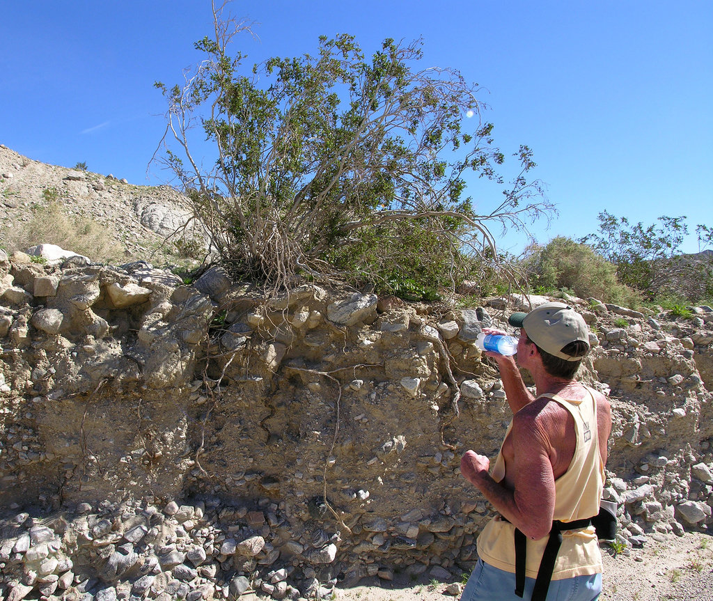 Observing Creosote Roots (7139)