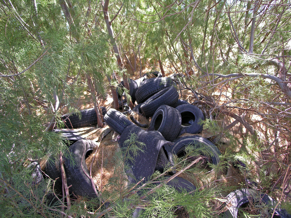 Tires in Tamarisk (7155)