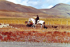 Gauchos