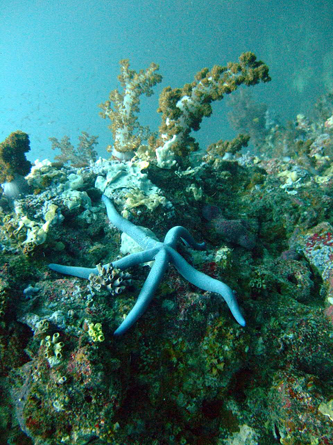 Soft coral and a starfish