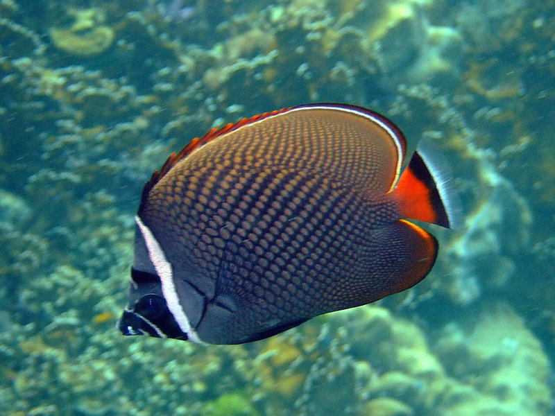 Butterfly fish