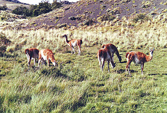 Guanacos 5