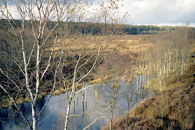 Mecklenbusch/ in the mooreland