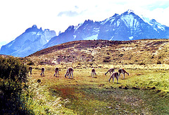 Guanacos 1