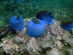 Lime-blue anemones