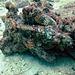 Scorpaenidae a Largescaled scorpionfish