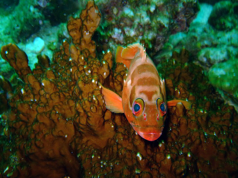 Curious sea habitant looking out the coral