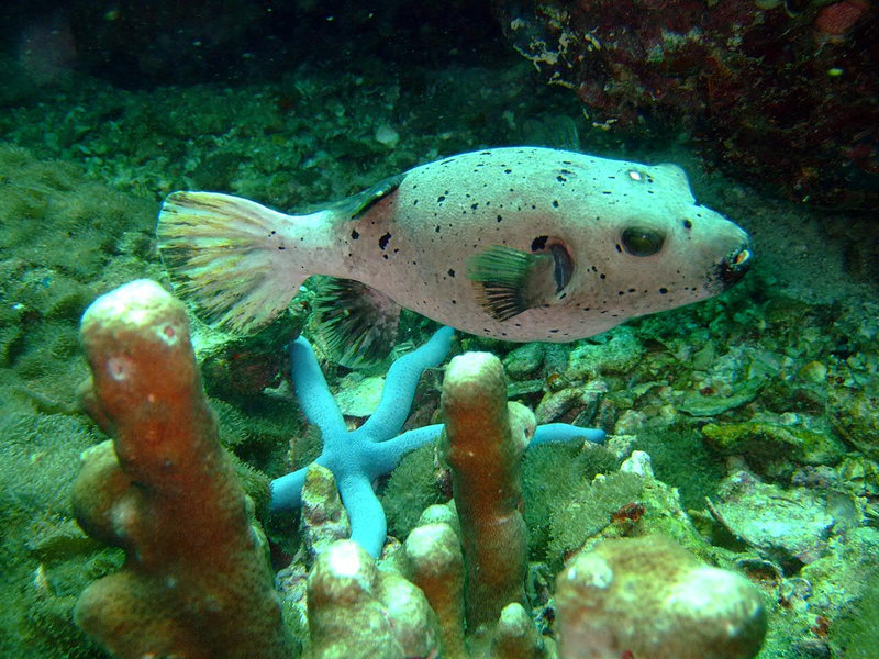 Masked Pufferfish