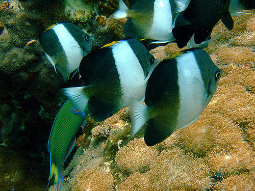 Close to the butterfly fish