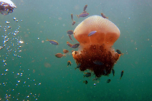 Lion's mane jellyfish