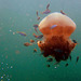 Lion's mane jellyfish