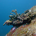 Coral motive underwater