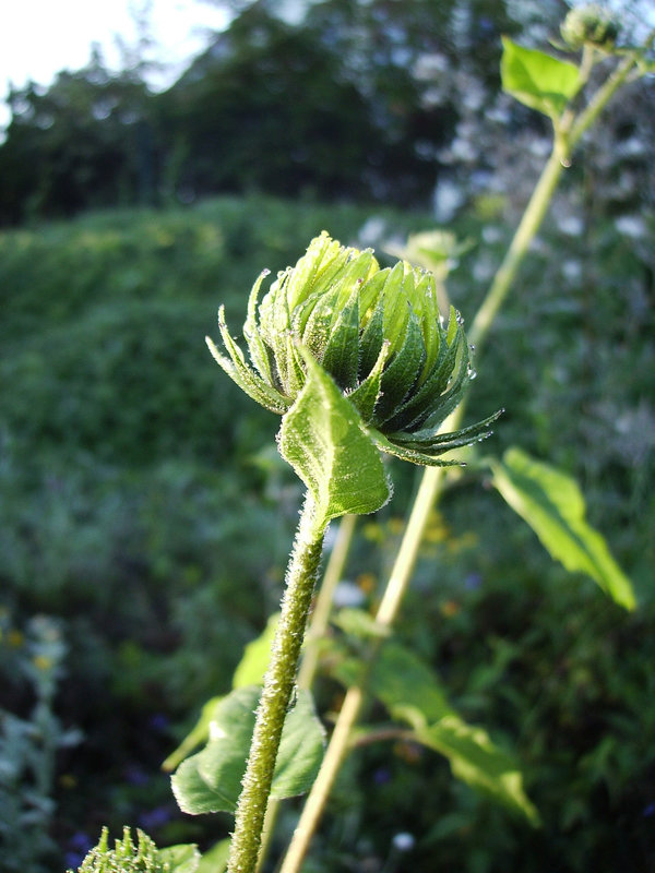 late september summer