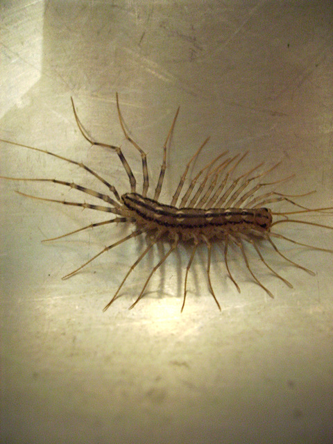 kitchen sink visitor