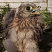 kestrel youngster