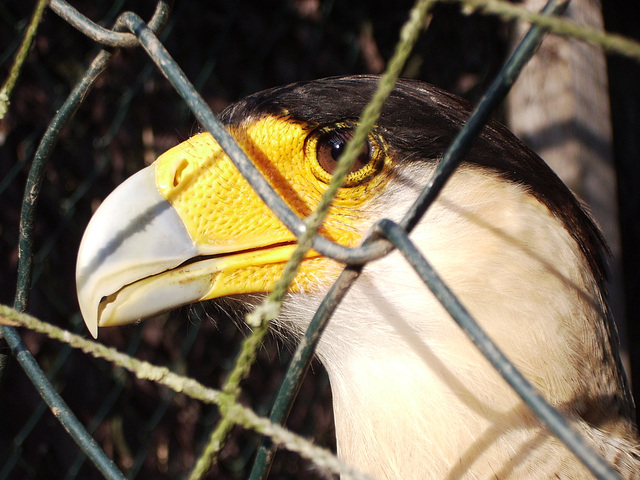 Crested Caracara