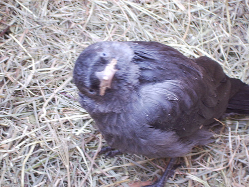 young jackdaw