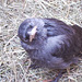 young jackdaw