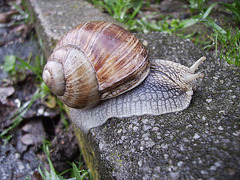 snail