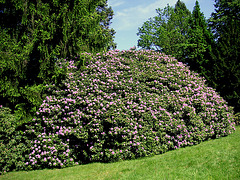 Rhododendron bei Rathen