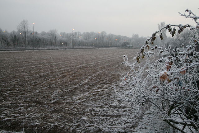 13 cornfield in december