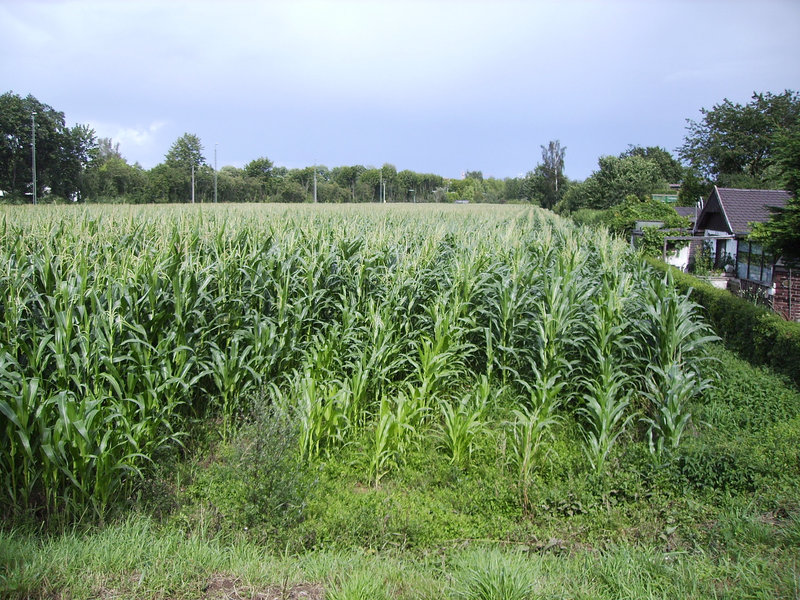 07 cornfield in july