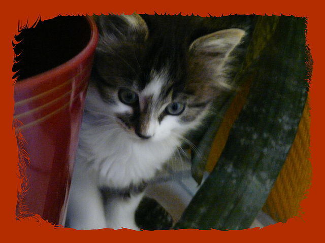 minouche chat