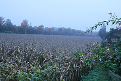 10 field in october (with corn)