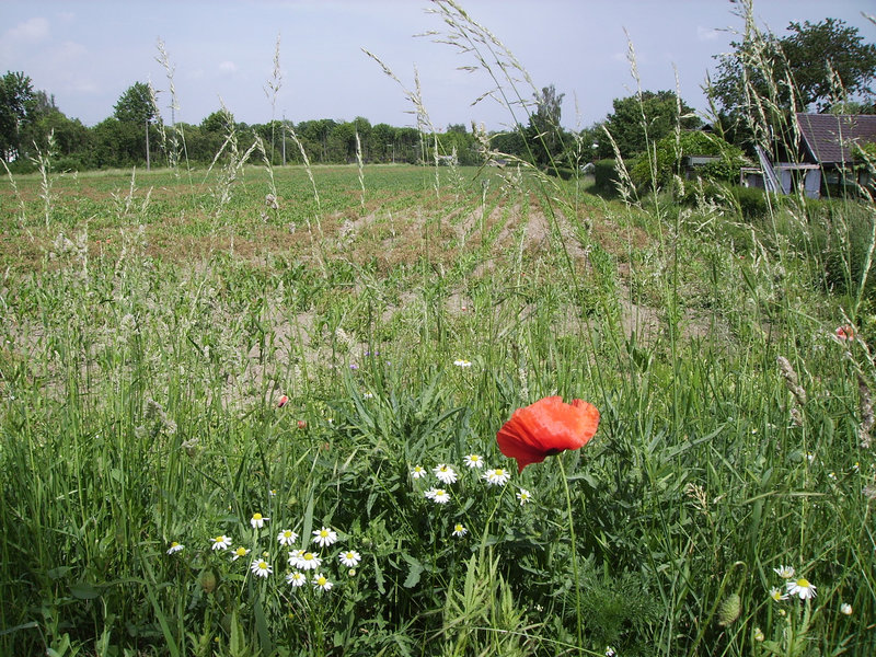 05 cornfield in may