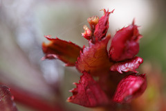 feuilles de rosier