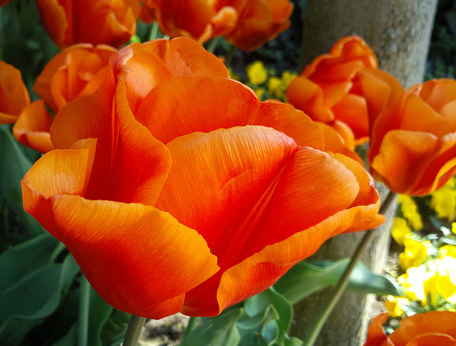 Tulpen