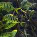 Königsmarkrelen / Golden Trevally - Gnathanodon speciosus