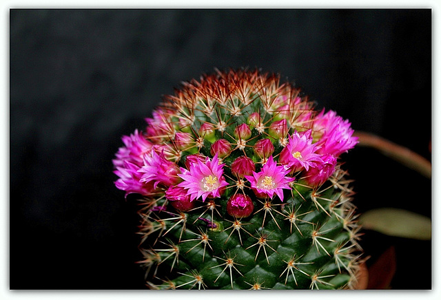 Mammillaria backebergiana v. ernestii