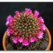 Mammillaria backbergiana