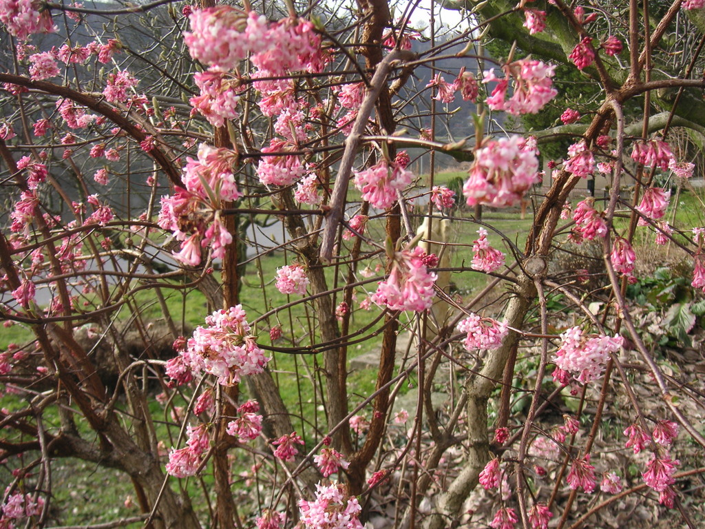 Blüten am Morgen - matenaj floroj