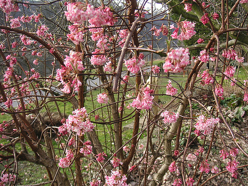 Blüten am Morgen - matenaj floroj