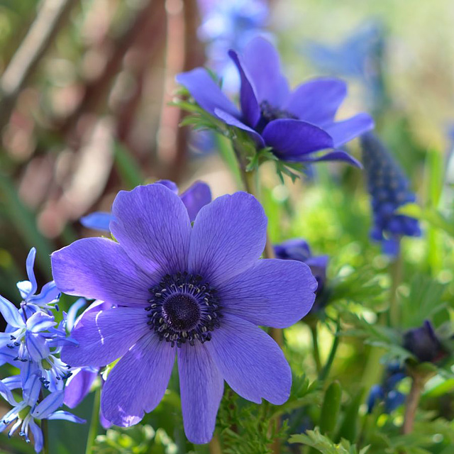 anémone coronaria 353REDIM