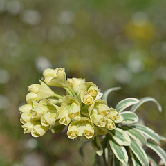 euphorbe characias tasmanian tiger  354REDIM