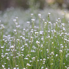 Cardamine hirsuta 355REDIM