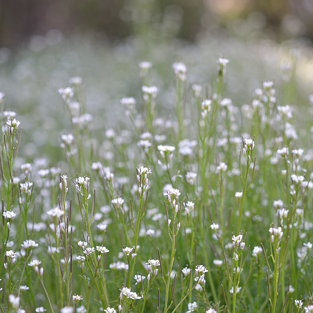 Cardamine hirsuta 355REDIM